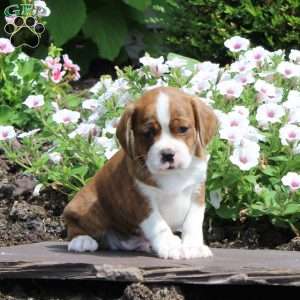 Kaleb, Boston Terrier Mix Puppy